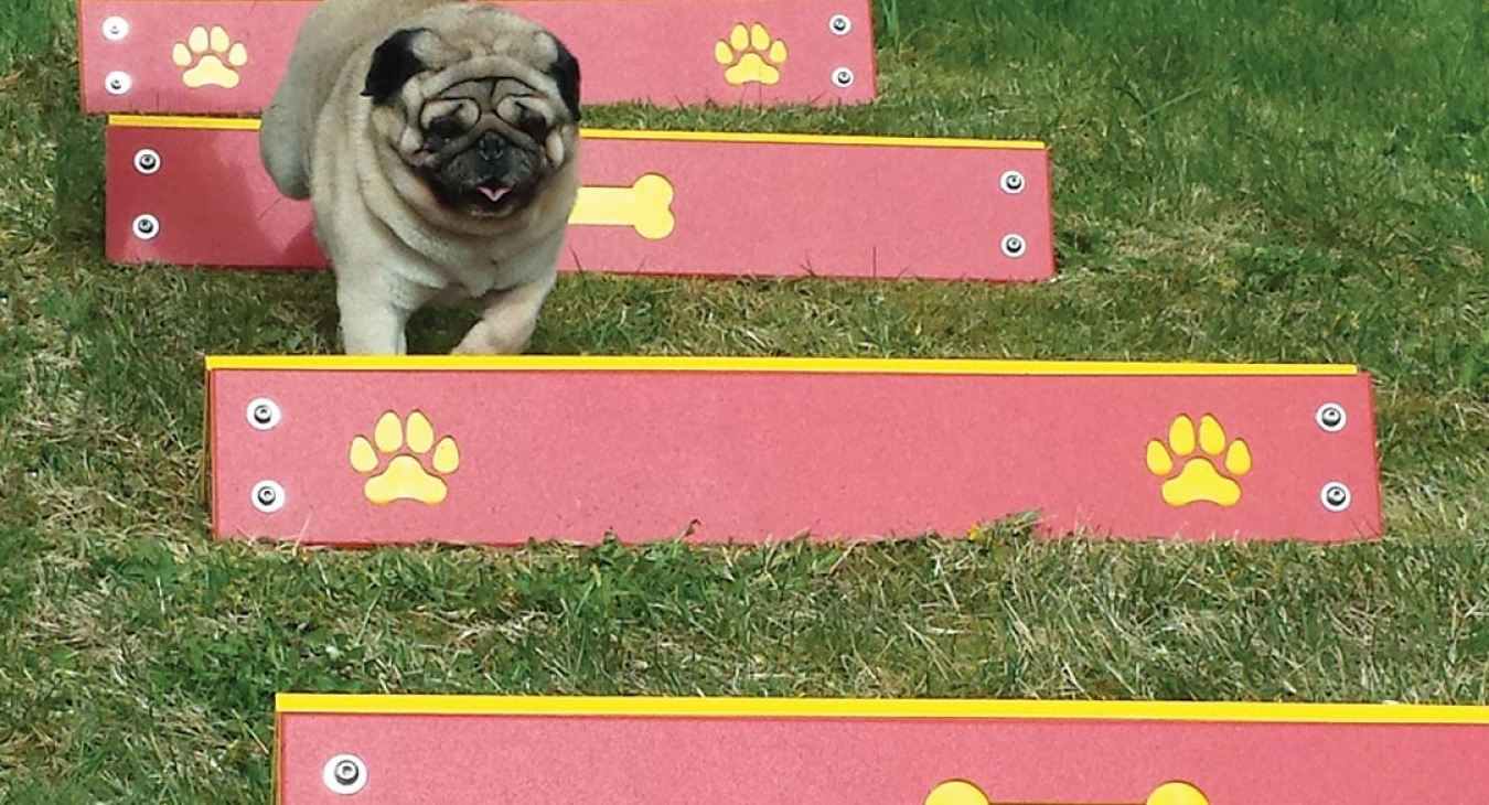 pug jumping over hurdles in a dog park
