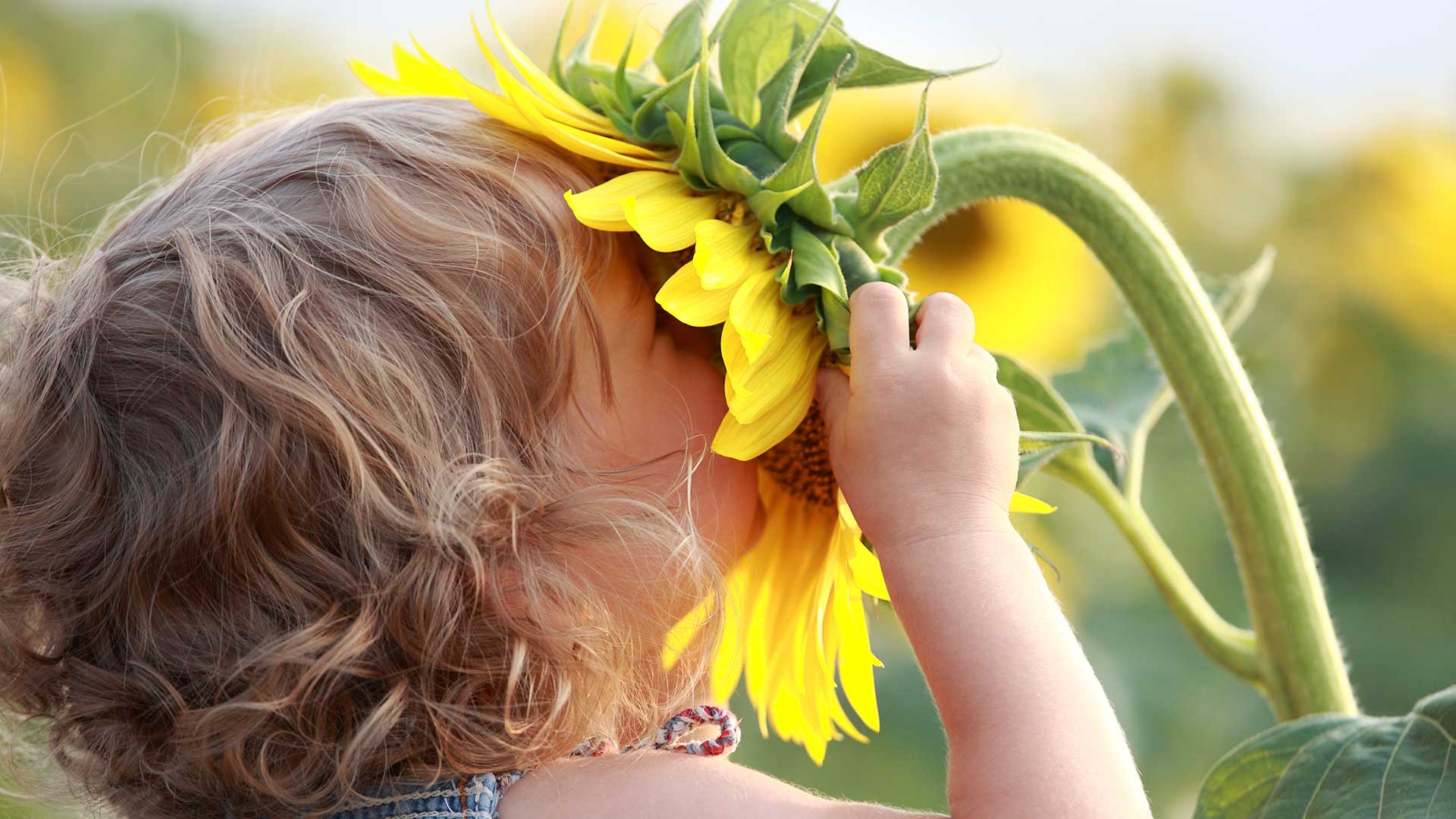 child smelling sunflower outside