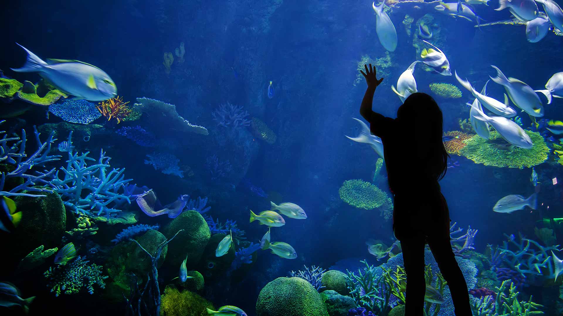 kid looking at fish in an underwater aquarium