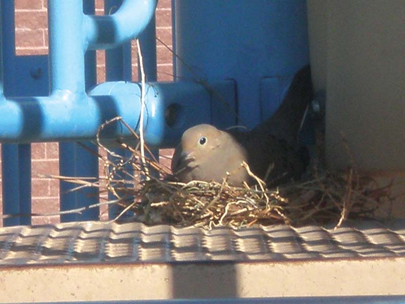 Bird in nest on playground Bird in nest on playground