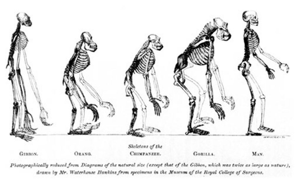 Skeletal pictures of Gibbon, Orangutan, Chimpanzee, Gorilla & Man