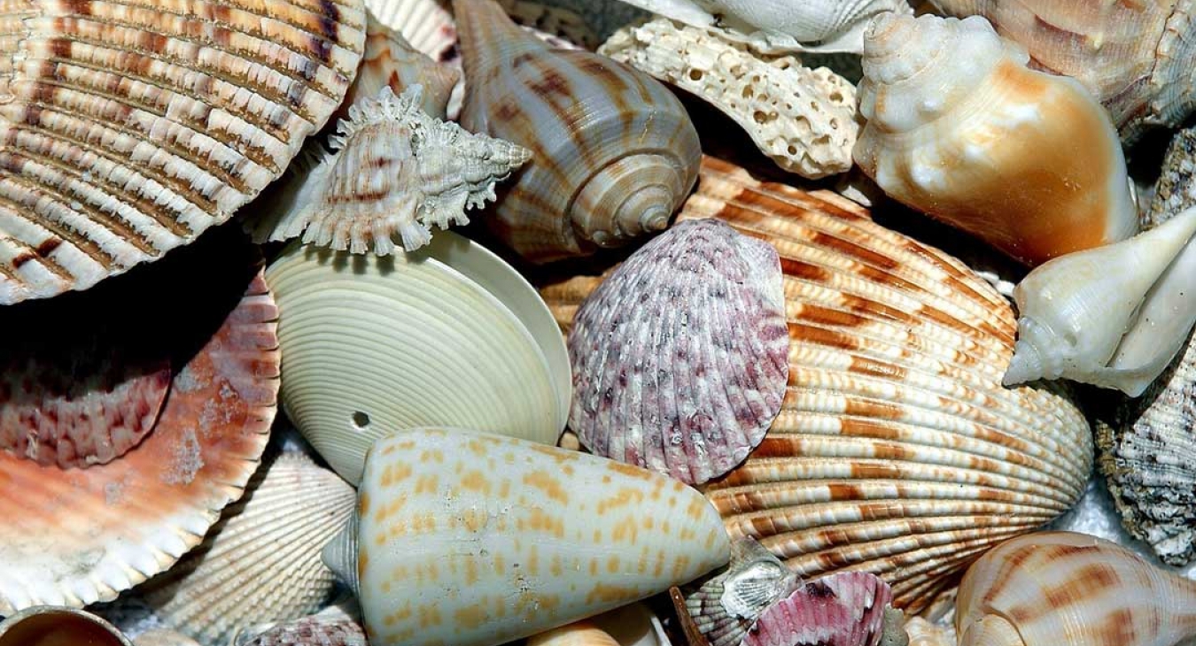 5 Tips for Collecting Seashells