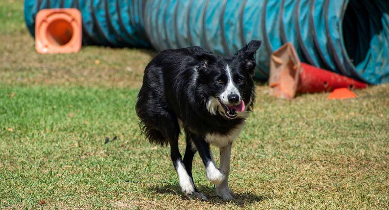 5 Reasons Why Dog Parks Benefit People And Their Pets