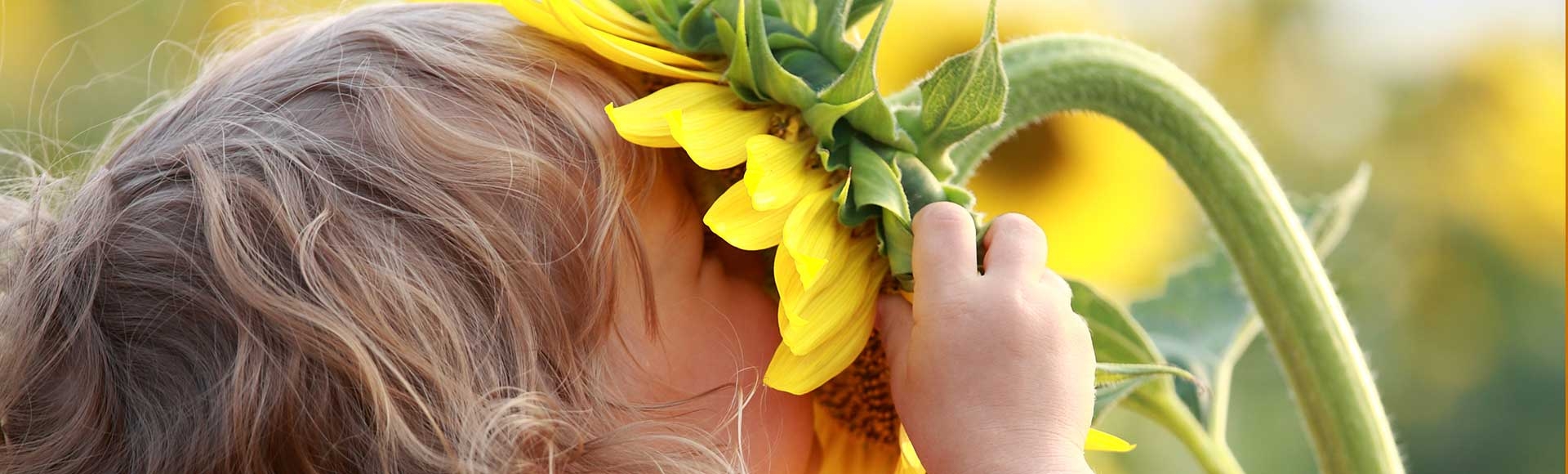 child smelling sunflower outside