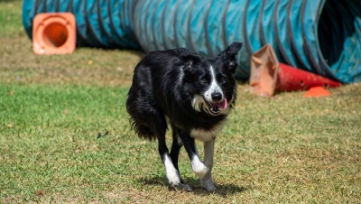 5 Reasons Why Dog Parks Benefit People And Their Pets